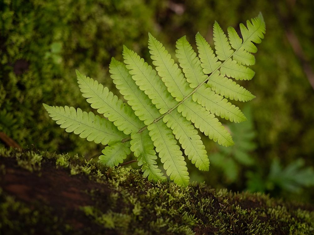 Fiji-Taveuni Island Small fern on a moss-covered log art print by Merrill Images for $57.95 CAD